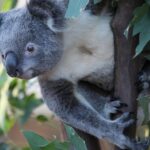 Sydney Attractions Pass: SEA LIFE Aquarium, Sydney Tower Eye, WILD LIFE Zoo and Madame Tussauds - How the Pass Works in Practice