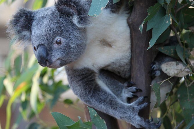 Sydney Attractions Pass: SEA LIFE Aquarium, Sydney Tower Eye, WILD LIFE Zoo and Madame Tussauds - How the Pass Works in Practice