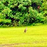 Sydney Blue Mountains Day Trip with Scenic World Entry - Scenic World: The Star Attraction