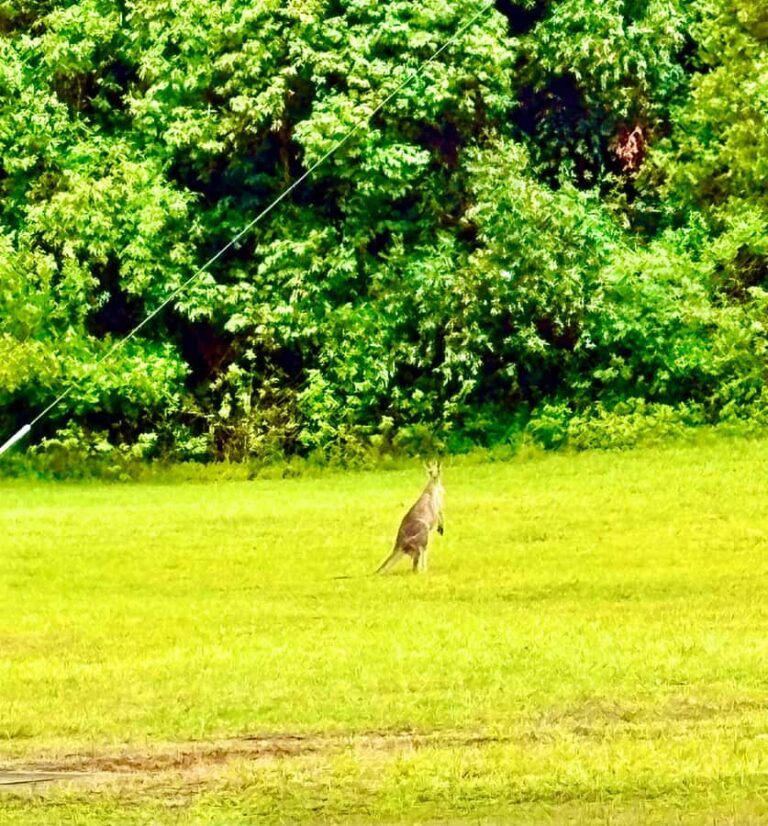 Sydney Blue Mountains Day Trip with Scenic World Entry - Scenic World: The Star Attraction