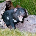 Sydney: Blue Mountains & Featherdale Wildlife Park Day Trip - Who Would Love This Tour?