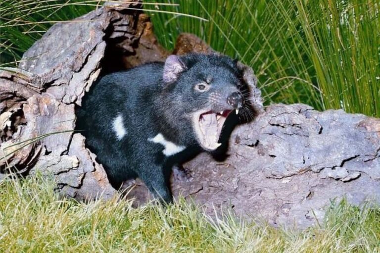 Sydney: Blue Mountains & Featherdale Wildlife Park Day Trip - Who Would Love This Tour?