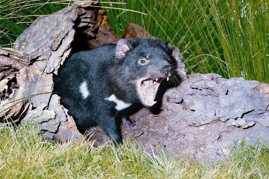 Sydney: Blue Mountains & Featherdale Wildlife Park Day Trip - Who Would Love This Tour?