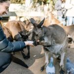 Sydney: Blue Mountains Scenic World, Wildlife Park and Lunch - What Makes This Tour Stand Out