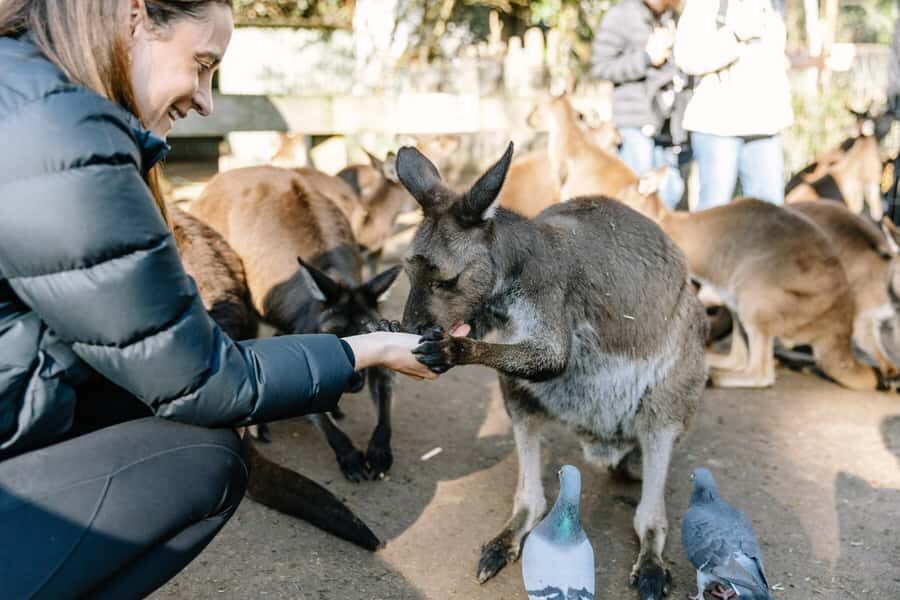 Sydney: Blue Mountains Scenic World, Wildlife Park and Lunch - What Makes This Tour Stand Out
