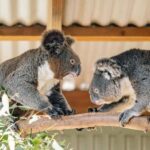 Sydney: Blue Mountains Tour with Wildlife Park & Waterfalls - Featherdale Wildlife Park: Up Close with Australian Animals