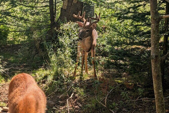 Sydney City Roots and Wildlife Trails of Cape Breton Island - An Honest Exploration of the Tour Experience
