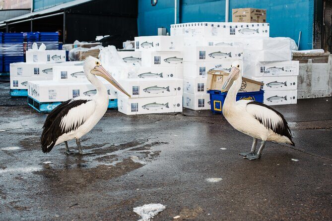 Sydney Fish Market Discovery Tour - What It Feels Like to Be on the Tour