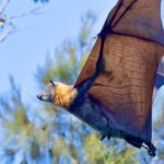 Sydney: Flying Fox Tour, Australia's Largest Bats - Who Is This Tour Best For?