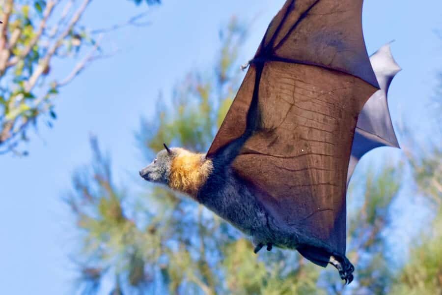 Sydney: Flying Fox Tour, Australia's Largest Bats - Who Is This Tour Best For?