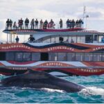 Sydney Harbour Whale Watching Experience - What to Expect from the Sydney Harbour Whale Watching Experience