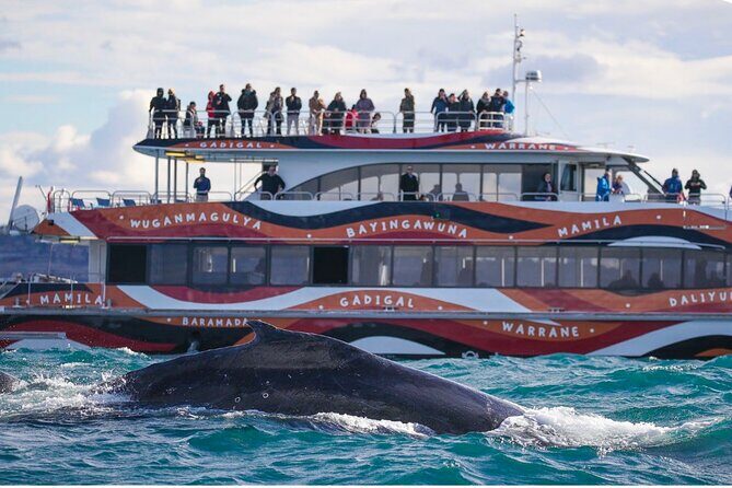 Sydney Harbour Whale Watching Experience - What to Expect from the Sydney Harbour Whale Watching Experience