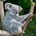 Sydney: Royal National Park Day Trip with Picnic and Swim - Is This Tour Worth It?