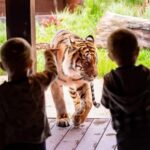 Sydney: Taronga Zoo Ticket with Return Ferry - Pros and Cons Based on Real Experiences