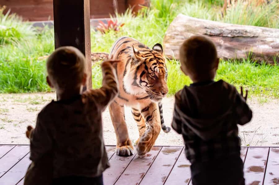 Sydney: Taronga Zoo Ticket with Return Ferry - Pros and Cons Based on Real Experiences