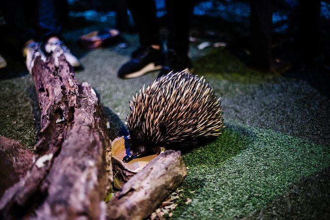 Sydney Taronga Zoo Wild Australia Experience - Is it worth the price?