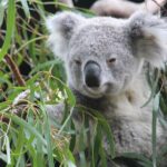 Sydney Wild Kangaroos and a Cruise: A Private Wildlife Adventure - Logistics and Practicalities