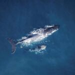 Tadoussac/Charlevoix: VIP Lounge OR UpperDeck Whale Watching - The Experience: Sightings, Guides, and Wildlife