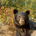 Tadoussac/Charlevoix: Whale & Bear Wildlife Tour - The Cost and Value