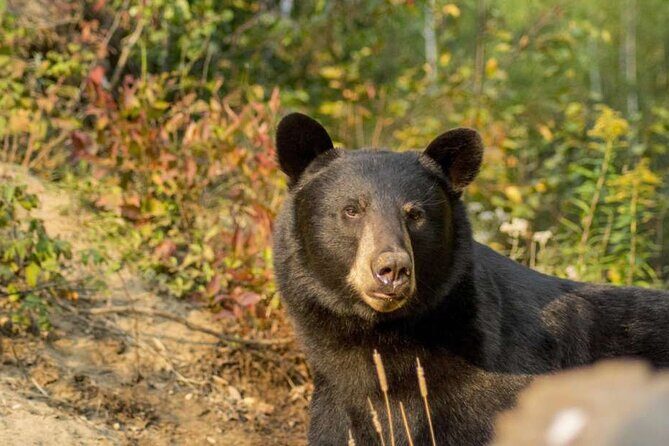 Tadoussac/Charlevoix: Whale & Bear Wildlife Tour - The Cost and Value