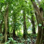 Taha'a Island or Raiatea Boat Tour - Whats Included and Whats Not