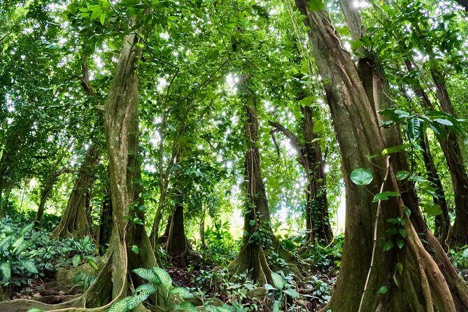 Taha'a Island or Raiatea Boat Tour - Whats Included and Whats Not