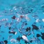 Tahiti Lagoon Vaimareva Private Boat cruise - FAQ