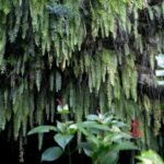 Tahiti: Private Half Day Culture and Nature Highlights Tour - What Makes This Tour Stand Out?