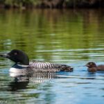 Talkeetna Lakes Hike Guided by a Naturalist - Is the Value Right for You?