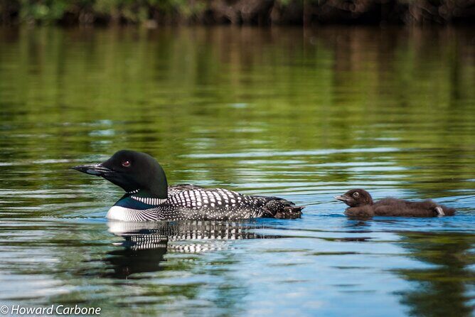 Talkeetna Lakes Hike Guided by a Naturalist - Is the Value Right for You?