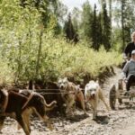 Talkeetna: Mushing Experience with Iditarod Champion Dogs - Meeting the Dogs: From Puppies to Race Veterans