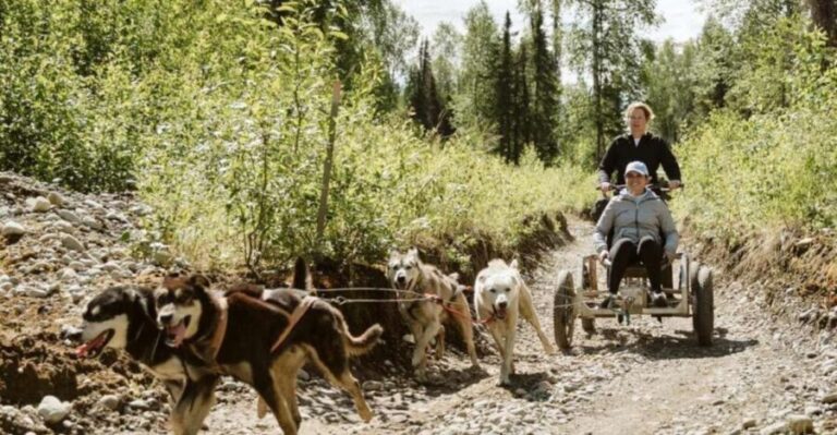 Talkeetna: Mushing Experience with Iditarod Champion Dogs - Meeting the Dogs: From Puppies to Race Veterans