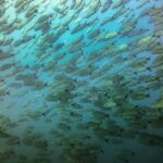 Tamarindo: Guided Snorkeling Tour with Marine Life Spotting - What Marine Life Will You See?