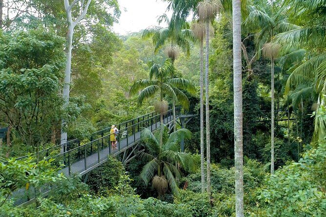 Tamborine Rainforest Skywalk + Hop on Hop off Bus - Transportation and Group Size