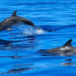 Tampa Bay: Dolphin Shelling Snorkeling Cruise - Considering the Price and Value