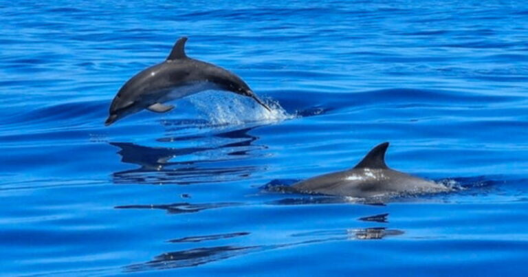 Tampa Bay: Dolphin Shelling Snorkeling Cruise - Considering the Price and Value