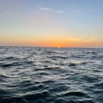 Tampa Bay: Sunset Cruise with Celebrity Homes and Wildlife - The Wildlife & Nature Aspect