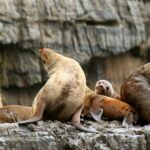 Tasman Peninsula Wilderness Cruise from Port Arthur - Who Should Consider This Tour?