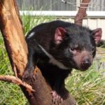 Tasmania 8 Day - Tour in Circle - What Travelers Love and What to Consider