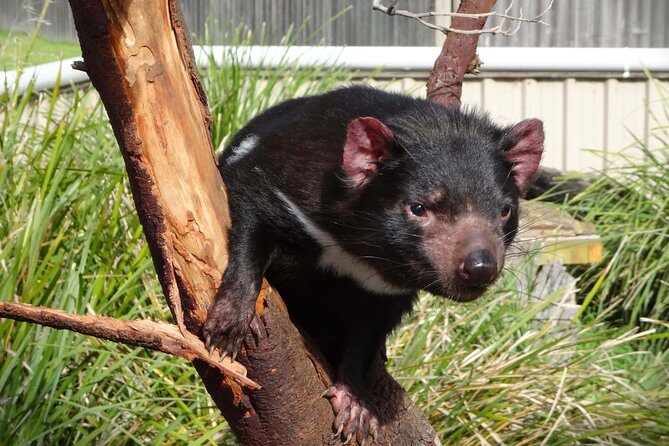 Tasmania 8 Day - Tour in Circle - What Travelers Love and What to Consider