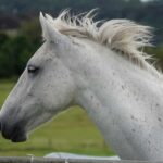 Taupo/Turangi: The Torohe Half-Day Horse Trek - Final Thoughts: Is This Tour for You?