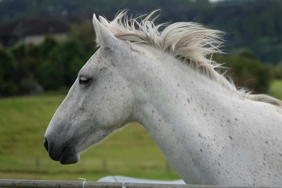 Taupo/Turangi: The Torohe Half-Day Horse Trek - Final Thoughts: Is This Tour for You?