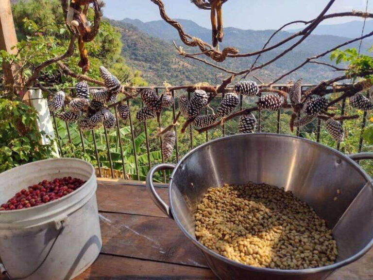 Taxco: Organic Coffee Garden Experience - Who Is This Tour Best For?