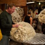 Tekapo: Merino Sheep Shearing and Sheepdog Demonstration - Meeting Point and Practical Details
