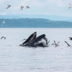Telegraph Cove: Day Trip Kayaking Tour - Who Will Love This Tour?