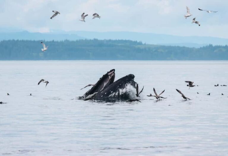 Telegraph Cove: Day Trip Kayaking Tour - Who Will Love This Tour?