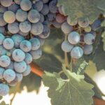 Temecula Valley Afternoon Wine Tour with Tastings and Cheeseboard - Final Thoughts