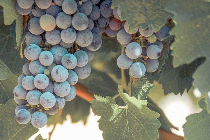 Temecula Valley Afternoon Wine Tour with Tastings and Cheeseboard - Final Thoughts