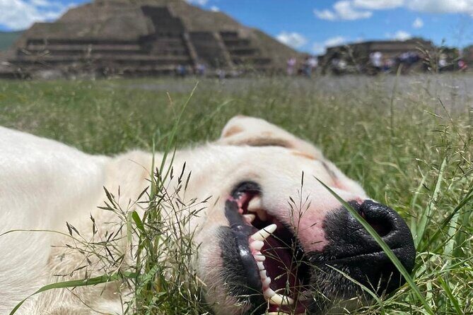 Teotihuacan Pyramids *NO CROWDS* Morning Tour... With Me, Angela! - FAQ