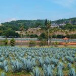 TEQUILA, The Spirit of Mexico PRIVATE TOUR - Who Should Consider This Tour?